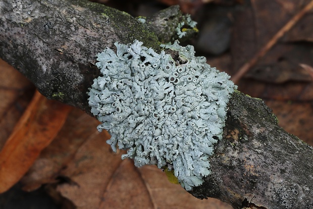 fyscia popolavá Physcia aipolia (Ehrh. ex Humb.) Fürnr.