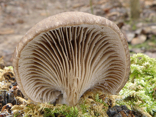 hliva ustricovitá Pleurotus ostreatus (Jacq.) P. Kumm.