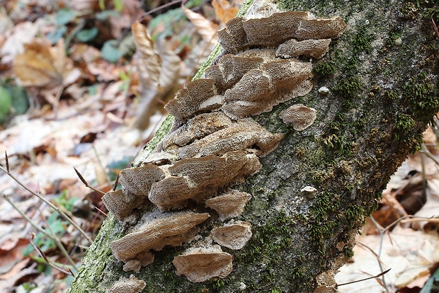 trúdnikovec srstnatý Trametes trogii Berk.