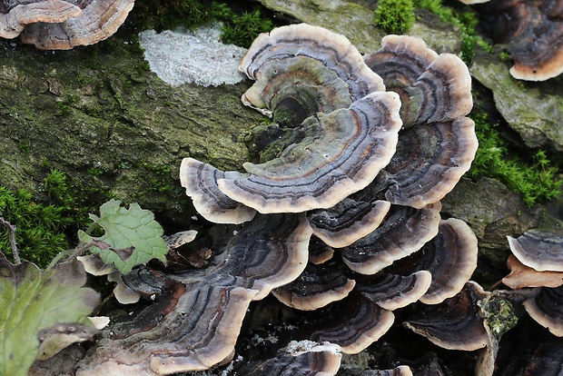 trúdnikovec pestrý Trametes versicolor (L.) Lloyd