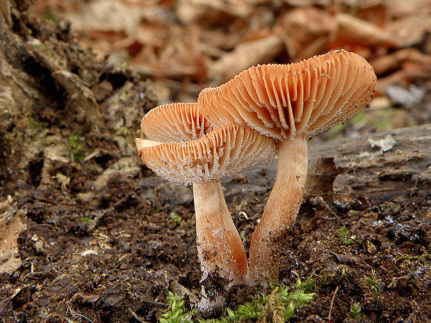 smeťovka zimná Tubaria furfuracea (Pers.) Gillet