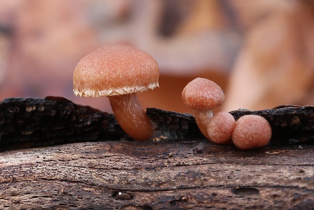 smeťovka Tubaria sp.