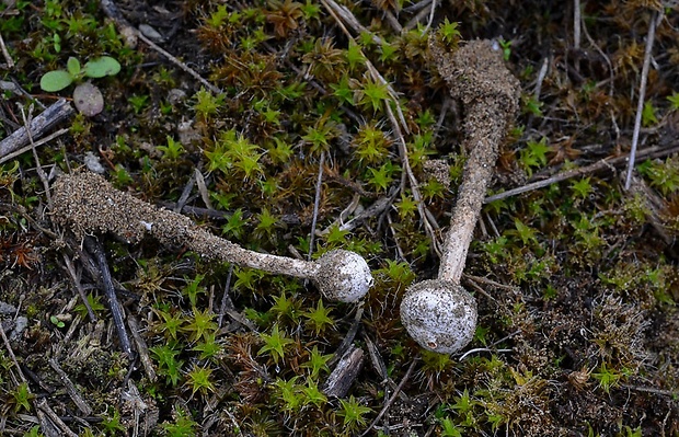 stopkovec Kotlabov Tulostoma kotlabae Pouzar