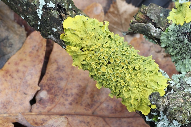 diskovník múrový Xanthoria parietina var. parietina (L.) Th. Fr.