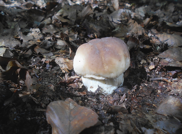 hríb smrekový Boletus edulis Bull.