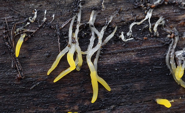 parôžkovec Calocera sp.