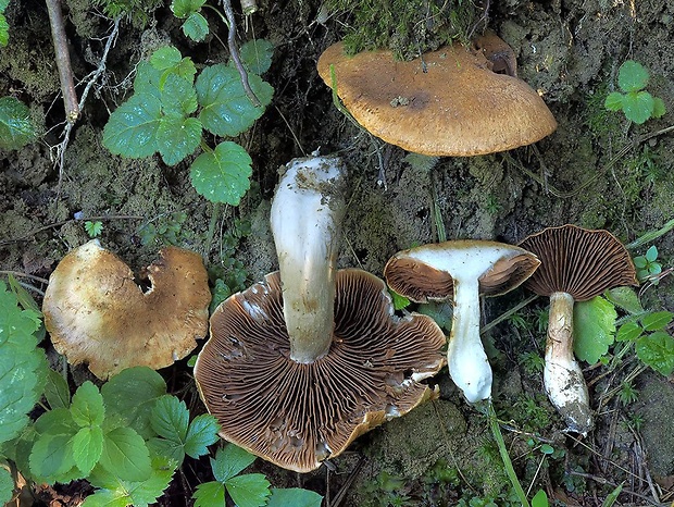 pavučinovec veľkohlúbikový Cortinarius macropus (Fr.) Fr.