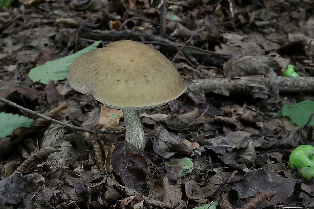 kozák hrabový Leccinum pseudoscabrum (Kallenb.) Šutara