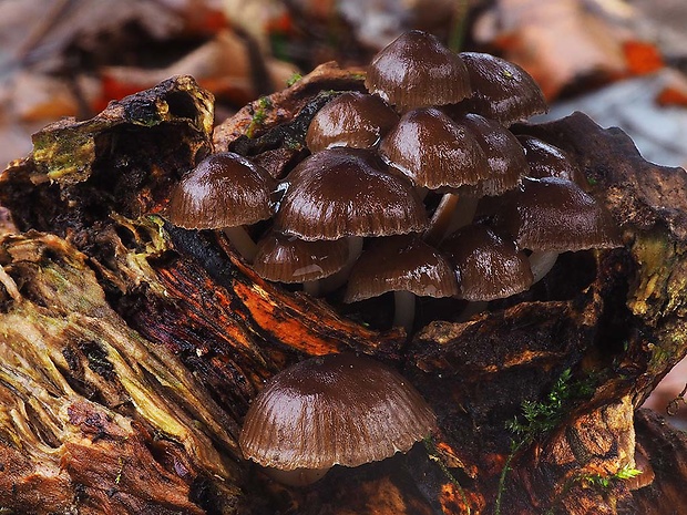 prilbička hnedosivá Mycena tintinnabulum (Paulet) Quél.