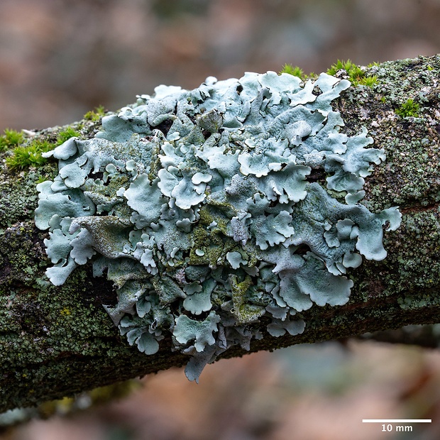 diskovka lipová Parmelina tiliacea (Hoffm.) Hale