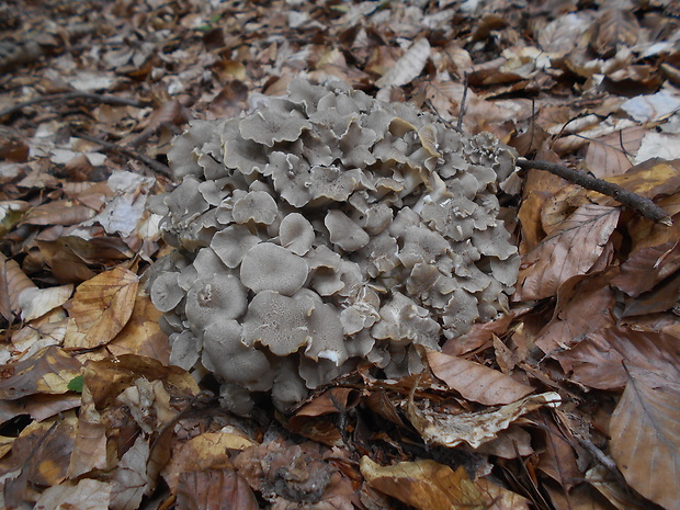 trúdnik klobúčkatý Polyporus umbellatus (Pers.) Fr.