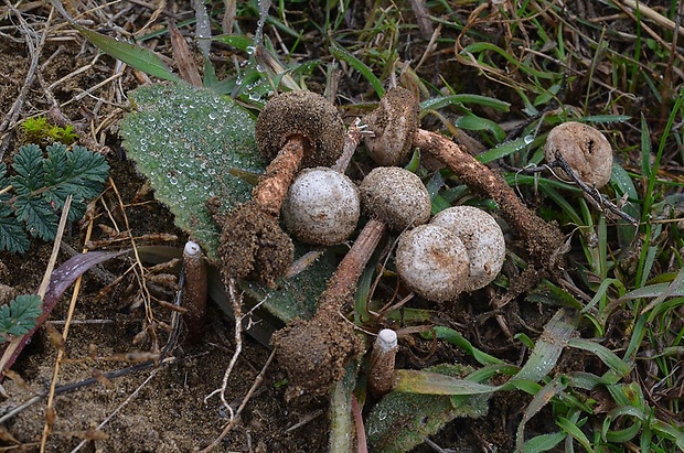 stopkovec vláknitý Tulostoma fimbriatum Fr.