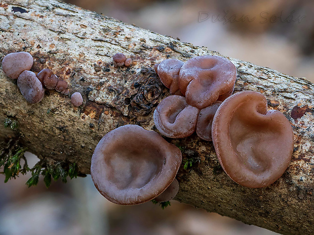 uchovec bazový Auricularia auricula-judae (Bull.) Quél.