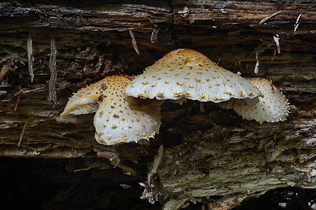 šupinovka bledookrajová Pholiota squarrosoides (Peck) Sacc.