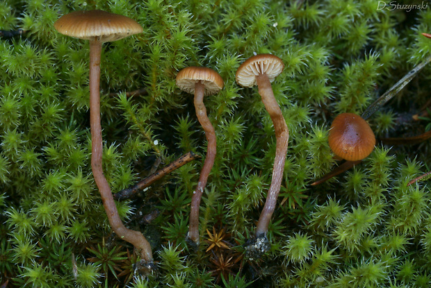 holohlavec tmavý Psilocybe montana (Pers.) P. Kumm.