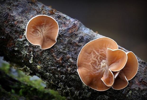 škľabka plstnatá Schizophyllum amplum (Lév.) Nakasone