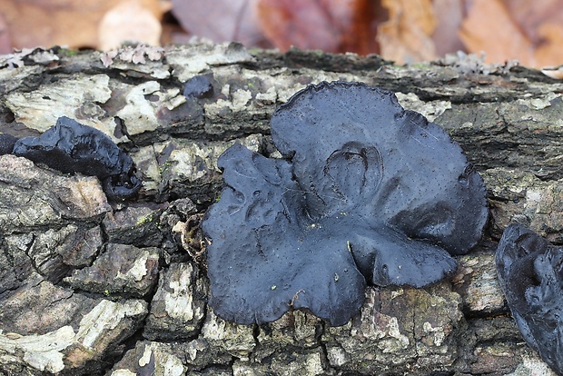 tmavorôsolovec mušľovitý Exidia truncata Fr.