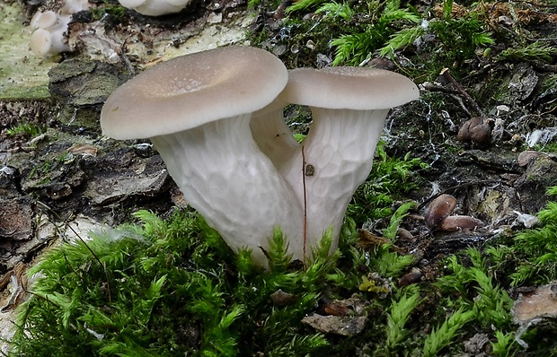 hliva lievikovitá Pleurotus cornucopiae (Paulet) Rolland