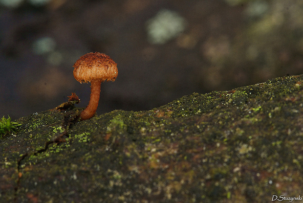 šupináčik obyčajný Phaeomarasmius erinaceus (Fr.) Scherff. ex Romagn.