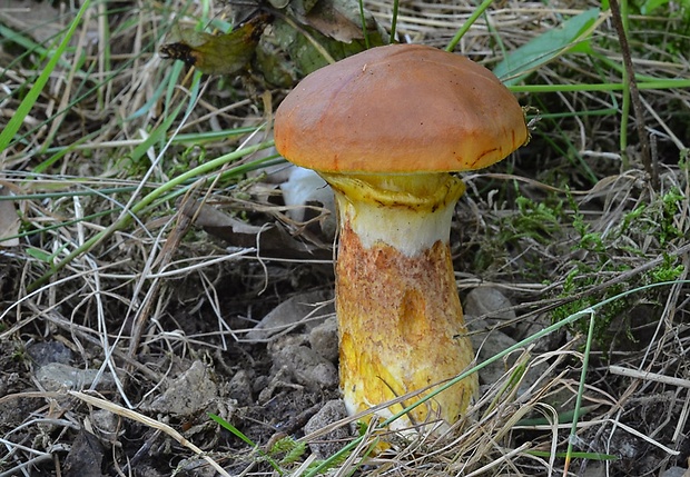 masliak smrekovcový Suillus grevillei (Klotzsch) Singer