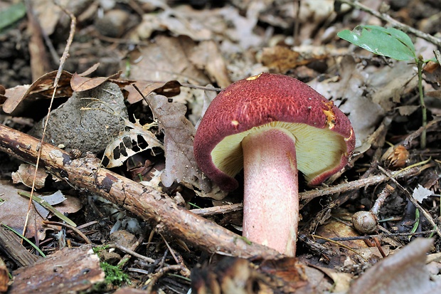 čírovec červenožltý Tricholomopsis rutilans (Schaeff.) Singer