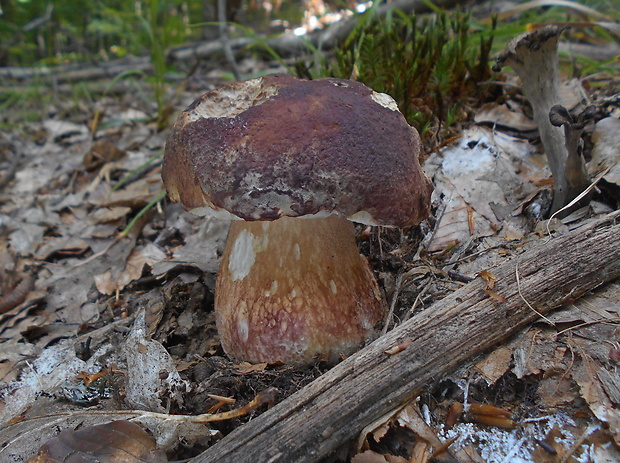 hríb sosnový Boletus pinophilus Pil. et Dermek in Pil.