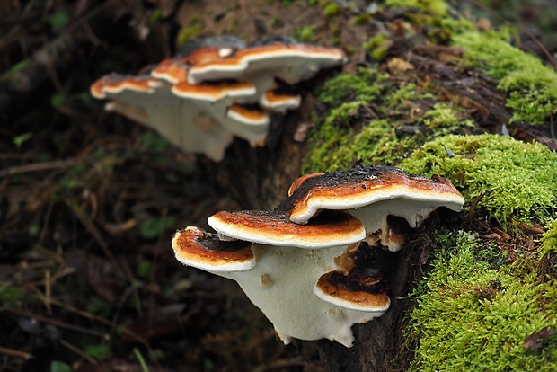 práchnovček pásikavý Fomitopsis pinicola (Sw.) P. Karst.