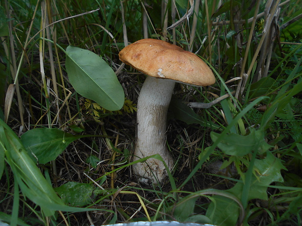 kozák osikový Leccinum albostipitatum den Bakker & Noordel.