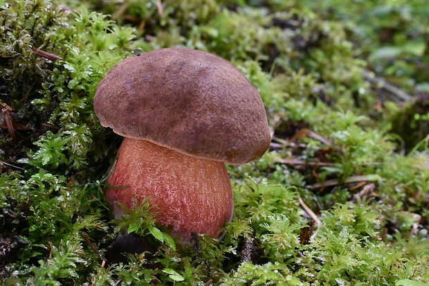 hríb zrnitohlúbikový Sutorius luridiformis (Rostk.) G. Wu & Zhu L. Yang