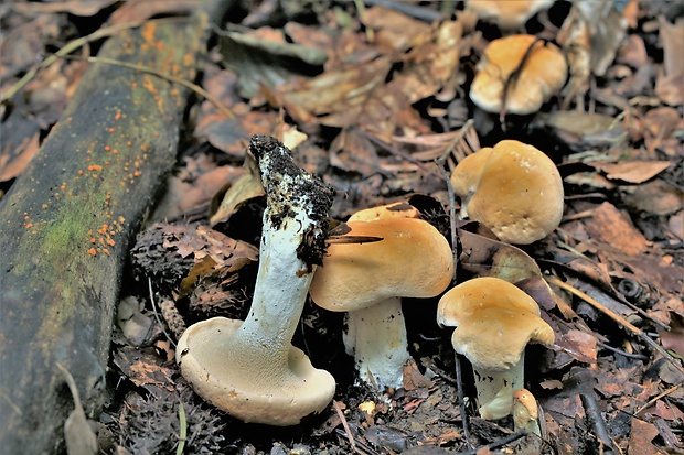 jelenka poprehýbaná Hydnum repandum L.