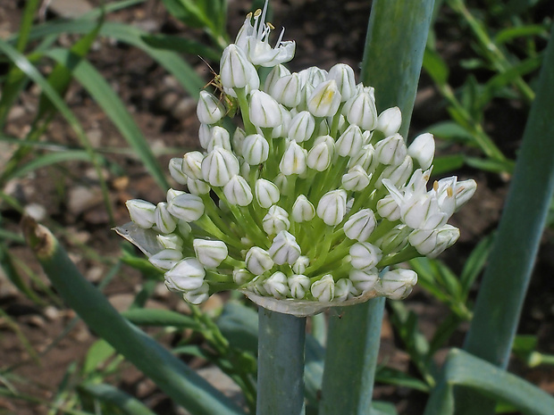 cesnak cibuľový Allium cepa L.