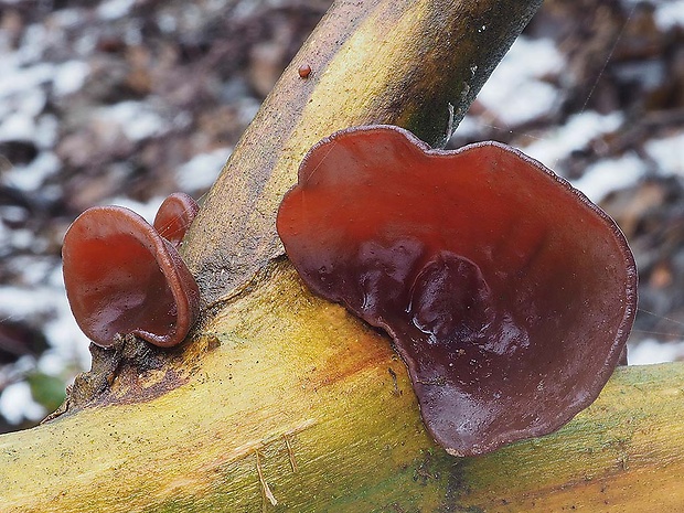 uchovec bazový Auricularia auricula-judae (Bull.) Quél.