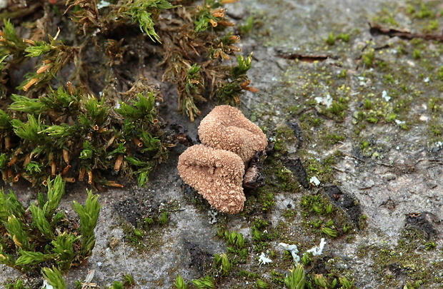 dutinovka otrubnatá Encoelia furfuracea (Roth) P. Karst.