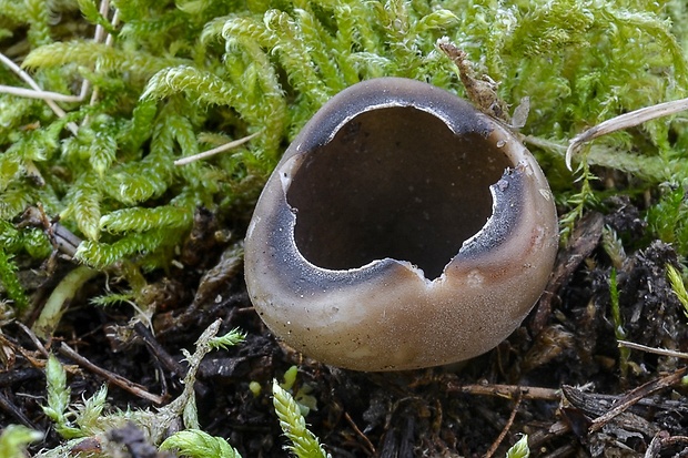 chriapač sosnový Helvella leucomelaena (Pers.) Nannf.