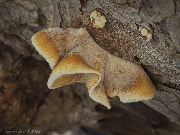 pňovka Tectella patellaris (Fr.) Murrill