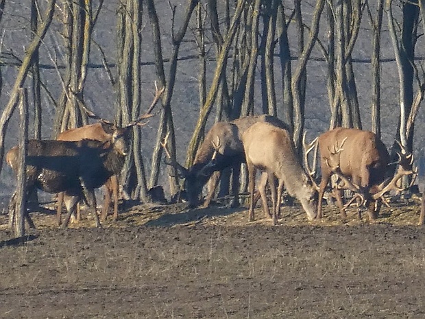 jeleň lesný cervus elaphus