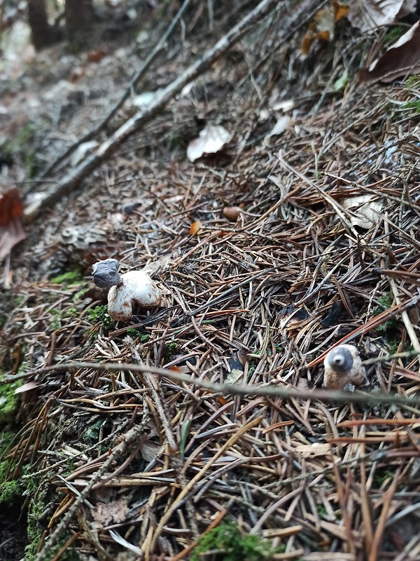 hviezdovka Geastrum sp.