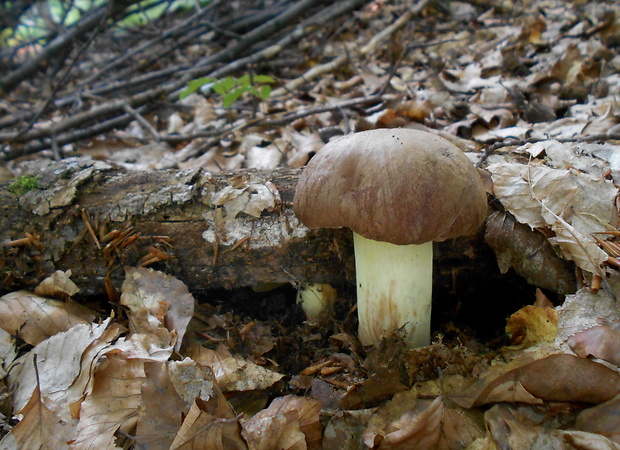 hríb príveskatý Butyriboletus appendiculatus (Schaeff. ex Fr.) Secr.