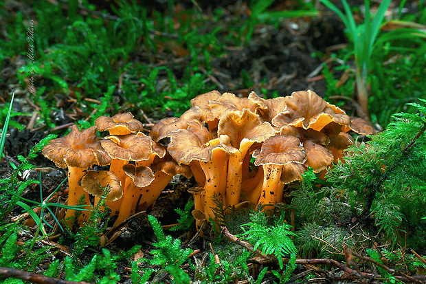 kuriatko žltohnedé Cantharellus lutescens Fr.