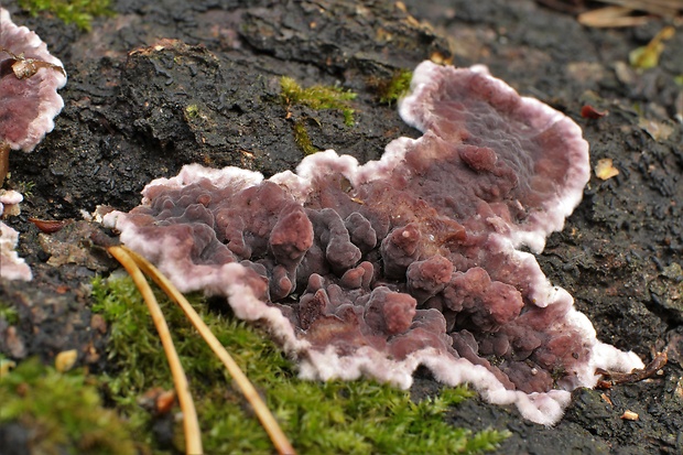 pevníkovec purpurový Chondrostereum purpureum (Pers.) Pouzar