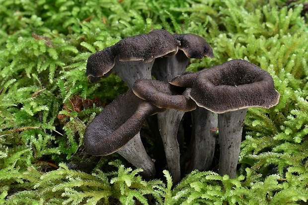 lievik trúbkovitý Craterellus cornucopioides (L.) Pers.