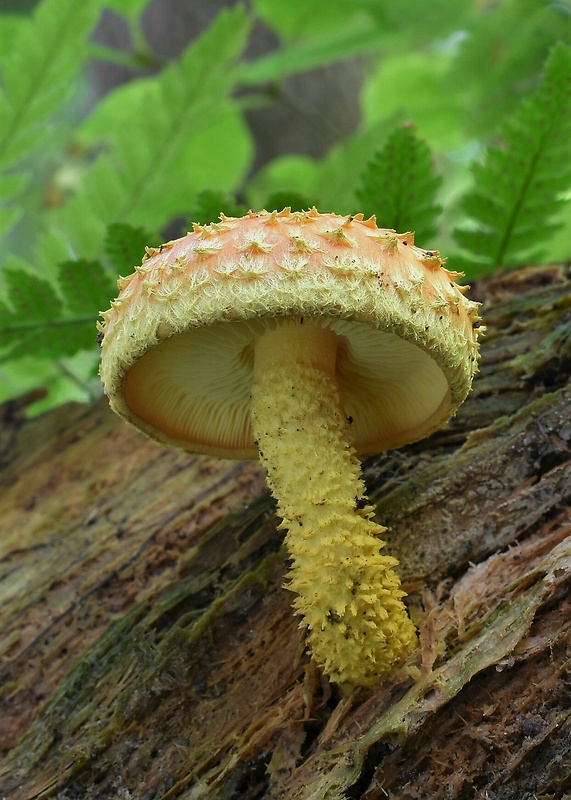 šupinovka ohnivá Pholiota flammans (Batsch) P. Kumm.