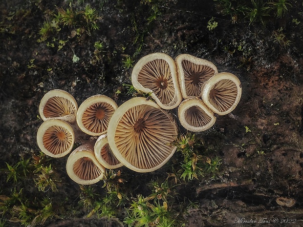 pňovka Tectella patellaris (Fr.) Murrill