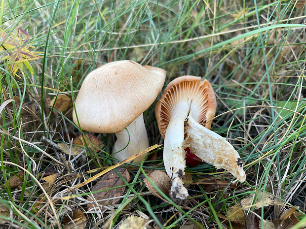 lúčnica statná Cuphophyllus pratensis (Fr.) Bon