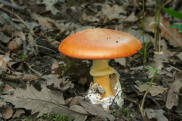 muchotrávka cisárska Amanita caesarea (Scop.) Pers.