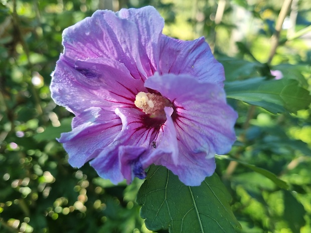 ibištek sýrsky Hibiscus syriacus L.