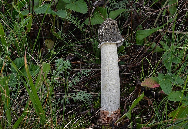 hadovka Hadriánova Phallus hadriani Vent.