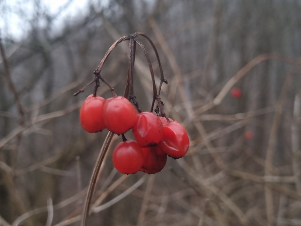 kalina obyčajná Viburnum opulus L.