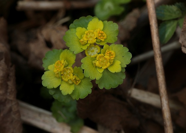 slezinovka striedavolistá Chrysosplenium alternifolium L.