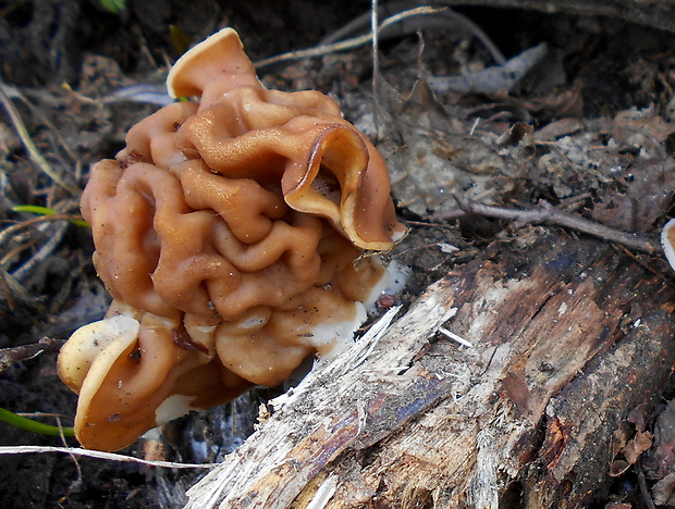 ušiak obrovský Gyromitra gigas (Krombh.) Cooke